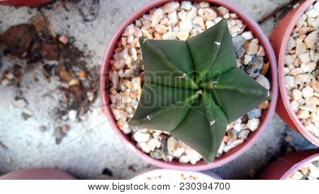 Picture Above - Cereus Peruvianus Or Fairy Castle, Planted To Adorn The Beautiful Look.