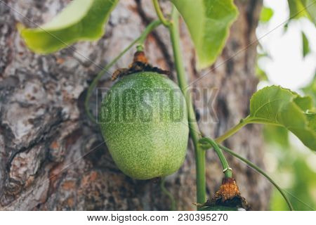 Green Passion Fruit Hanging On The Tree. Close Up View Of Passion Fruit On The Vine.   Passiflora Ed
