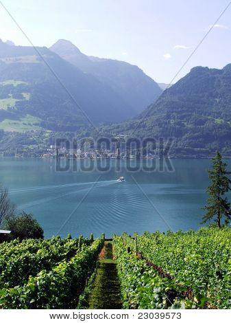 Wijngaard met uitzicht op Lake Wallensee-Zwitserland