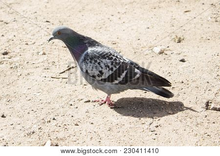 Little Pidgeon Bird Bird Bird Bird It Is Echo