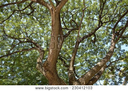 Close Up Samanea Saman Tree In Nature Garden
