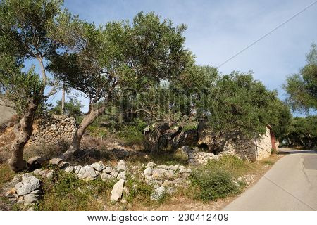 LUN, CROATIA - AUGUST 06: Olive tree branch, olive garden in Lun, Island of Pag .Croatia, on August 06, 2016.