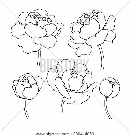 Peony Line Drawing. Vector Hand Drawn Outline Flower Set. Simple Botanical Peonies Countur. Black In