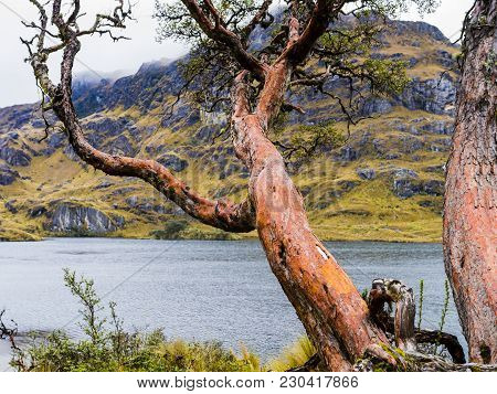 Majestic Paper Tree In Cajas National Park, Ecuador