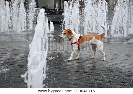 Nass glatt beschichtet Parson Jack-Russell-Terrier-Wanderung durch einen Brunnen