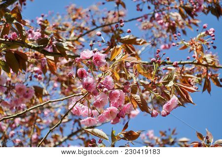 Close Up Of Beautiful Pink Sakura Flowers In The Morning. Cherry Blossom.