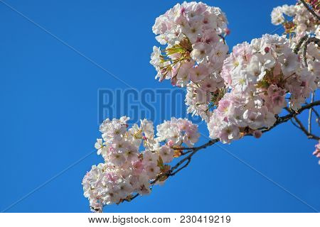 Blossom Of Pink Sakura Flowers On A Spring Cherry Tree Branch. Macro Close Up Shot.