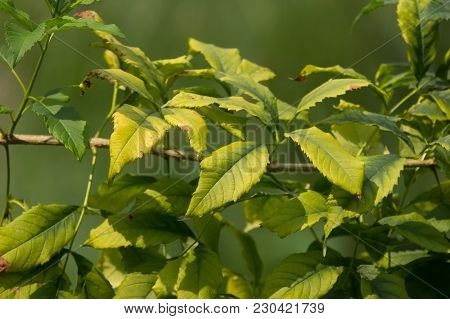 Close Up Of Green Leaf Of Yellow Elder Flower