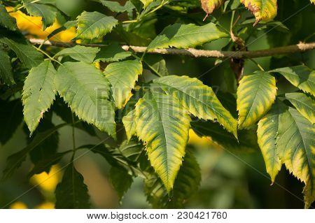 Close Up Of Green Leaf Of Yellow Elder Flower