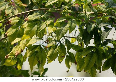 Close Up Of Green Leaf Of Yellow Elder Flower
