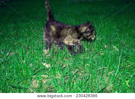 Adorable Black Yellow Cat On Green Grass. Amazing Kitty, Sweer Small Pet, Animal