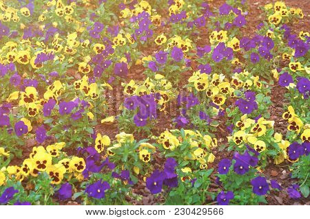 Yellow And Blue Pansies Photographed In Washington D.c., Usa. Plenty Of Various Flowers Can Be Found