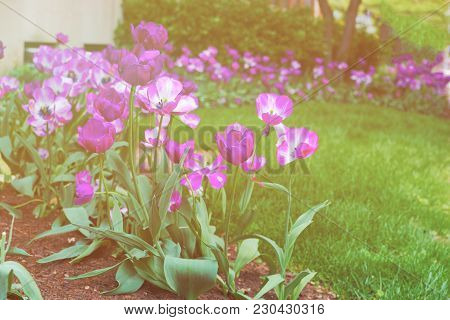 Bright And Dark Tulips Were Seen In The Flowerbed In Washington D.c., The Usa. The Tulip Is A Eurasi