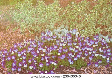 Colorful Pansies Located In Washington D.c., The Usa. Such Flowerbeds Of Various Species Of Flowers 