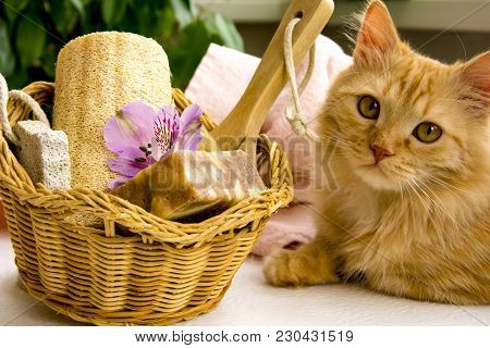 Red Cat Near A Basket For Bathroom, Pumice, Luff,  Alstroemeria Flower, Body Brush, Shells, Handmade