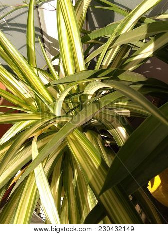Dracaena (chlorophytum Comosum Variegatum) Easy To Grow Indoors.