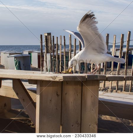 Seagull Eating Hastily Food From The Table, Beach Of North-sea Coast