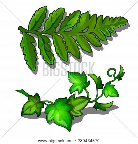The Foliage Of Fern And Curling Of Plants Isolated On White Background. Vector Cartoon Close-up Illu