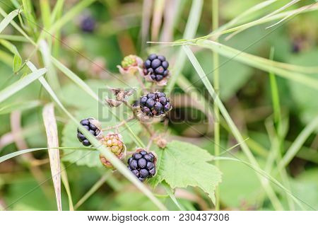 Ripe And Unripe Blackberries On The Bush. Bunch Of Blackberries. Berry Background.