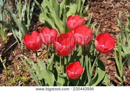 Red Spring Beautiful Tulips On A Field