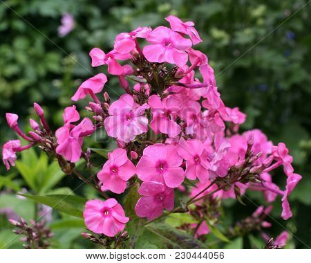 The Purple Flower In A Summer Garden