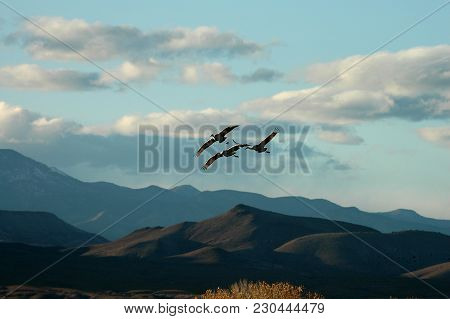 Three Sandhill Cranes Fly In Over The Mountains In Southern New Mexico Near The Bosque Del Apache Nw