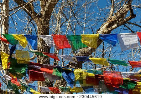 Buddhist Prayer Flags On A Tree, Muktinath, Nepal