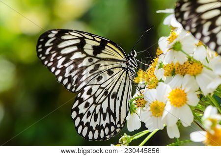 Ohgomadara Butterfly Big Black And White Butterfly Resting On Flowers
