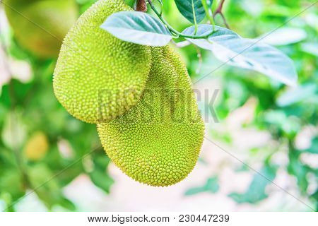 Durian Fruit Hanging In The Tree In Can Tho, Vietnam