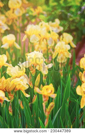 Yellow Iris In The Kitchen Garden In Audley. Toned