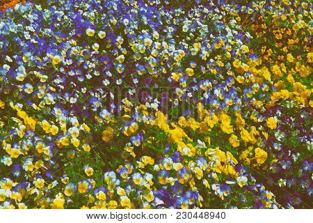 Flowerbed Of Brightly Colored Pansies Located In Washington D.c., Usa. Various Types And Species Of 
