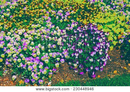 Bright Flowerbed Of Pansies Is Located In Washington D.c., Usa. In The City Exists Floral Library, E