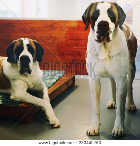 Saint Bernard Dog At Breeding Kennel At Martigny, At Switzerland