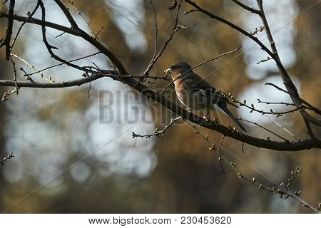 Finch Fringilla Coelebs Bird