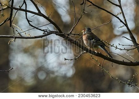 Finch Fringilla Coelebs Bird