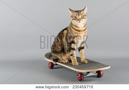 Cat Sitting On Top Of A Skateboard