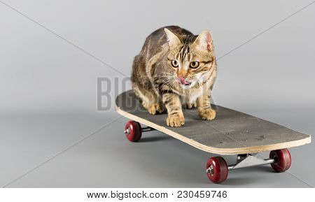 Cat On His A Skateboard In Licking
