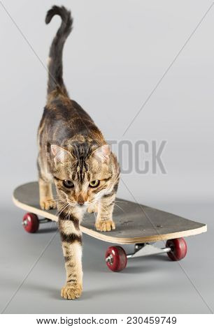 Cat Getting Off His Skateboard And Looking At Camera