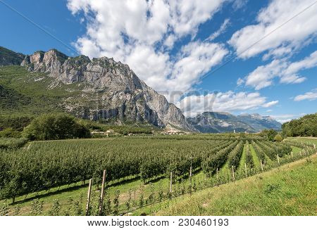 Apple Orchards In The Sarca Valley (valle Del Sarca) And Italian Alps. Trentino Alto Adige, Italy, E