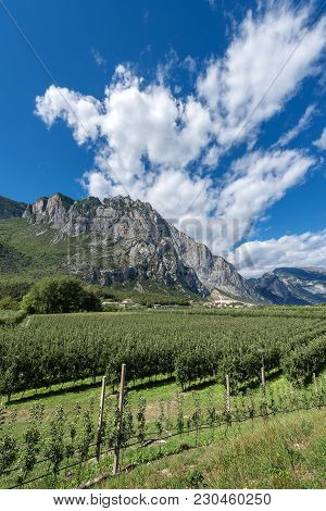 Apple Orchards In The Sarca Valley (valle Del Sarca) And Italian Alps. Trentino Alto Adige, Italy, E