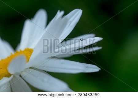 One Flowers Of Large White Chamomile With Drops Of Dew Or Rain On Petals.