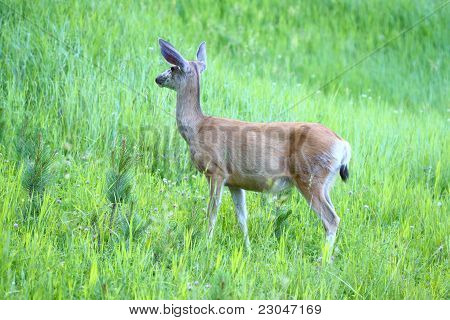 Mule Deer (Odocoileus hemionus)
