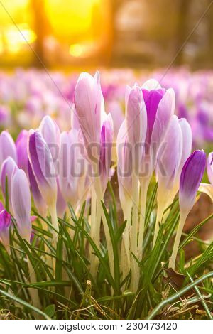 Crocus, Plural Crocuses Or Croci Is A Genus Of Flowering Plants In The Iris Family. A Single Crocus,