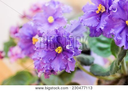 Closeup Of Beautiful Wavy Purple Saintpaulia Flowers On Blurred Green Leaves Background. Botanical C