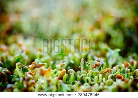 Fresh Green Cress Salad Sprouts, Growing Watercress Salad For Healthy Food
