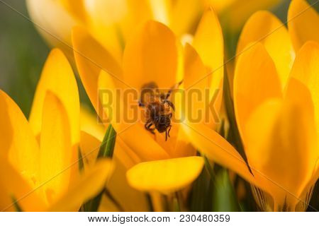 Yellow Crocus, Crocuses Or Croci That Blooms In The Meadow. Crocus, Plural Crocuses Or Croci Is A Ge