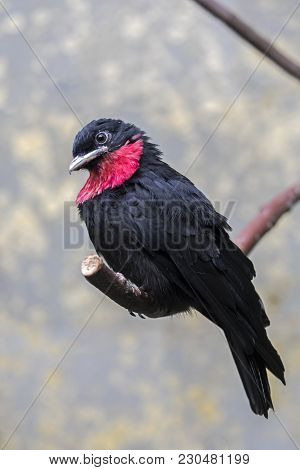 A Purple Throated Fruitcrow Sitting On A Branch