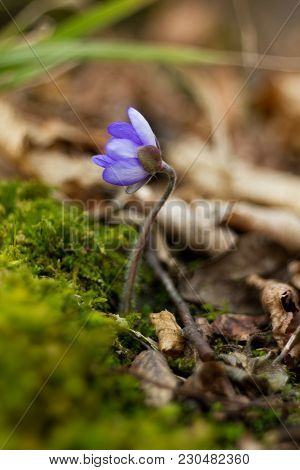 First Spring Flower Heather Hepatica Nobilis Schreb
