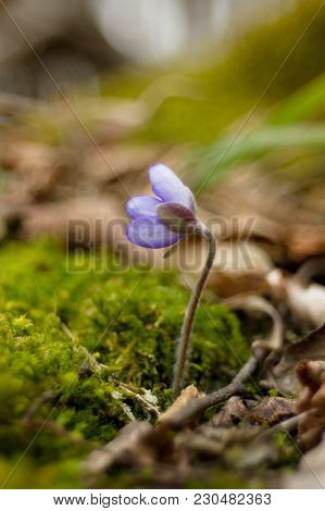 First Spring Flower Heather Hepatica Nobilis Schreb