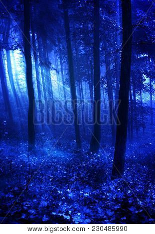 A Premade Background Of The Woods At Night Time.